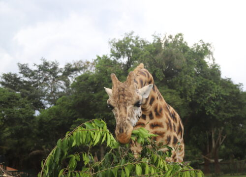 Importance of animal training to a zookeeper