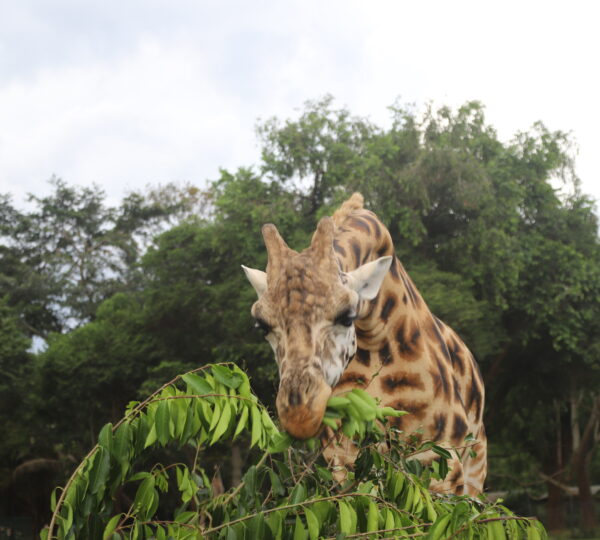 Animal Feeding